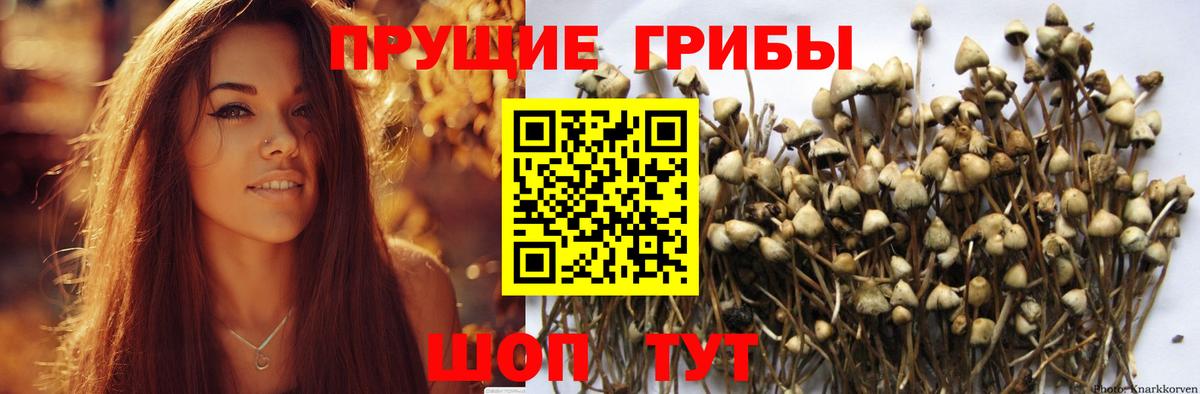 Горно-Алтайск  Галлюциногенные грибы MAGIC MUSHROOMS  Псилоцибиновые грибы Magic Shrooms  Вход с VPN 